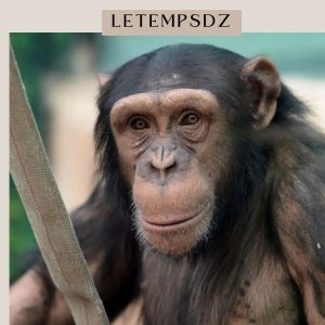 Poule avec Tête de Singe : Une Curiosité Étrange et Fascinante