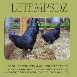 Poule Ayam Cemani Prix Un Trésor Noir à Découvrir (1)