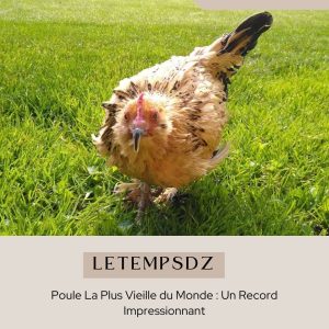 Poule La Plus Vieille du Monde Un Record Impressionnant