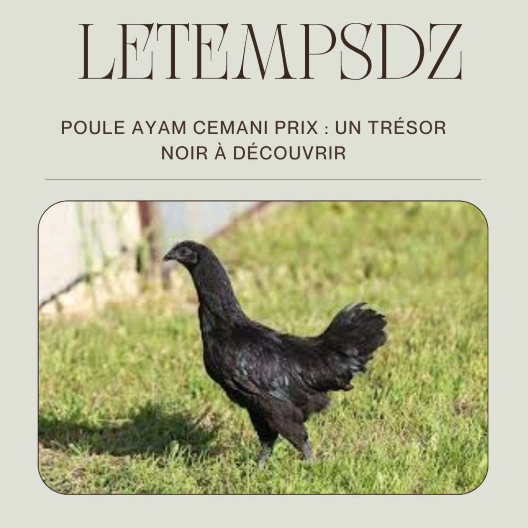 Poule Ayam Cemani Prix Un Trésor Noir à Découvrir (1)