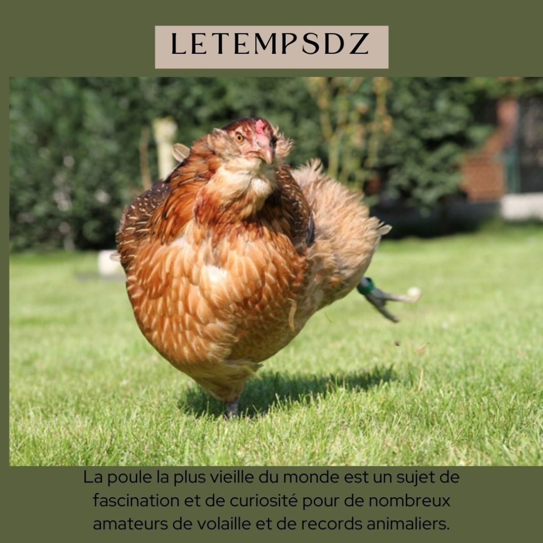 Poule La Plus Vieille du Monde Un Record Impressionnant